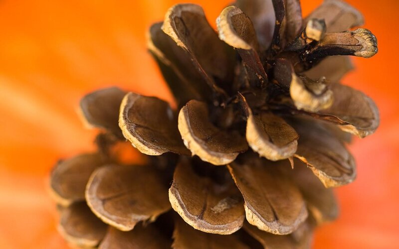 Close-up of Pinecone