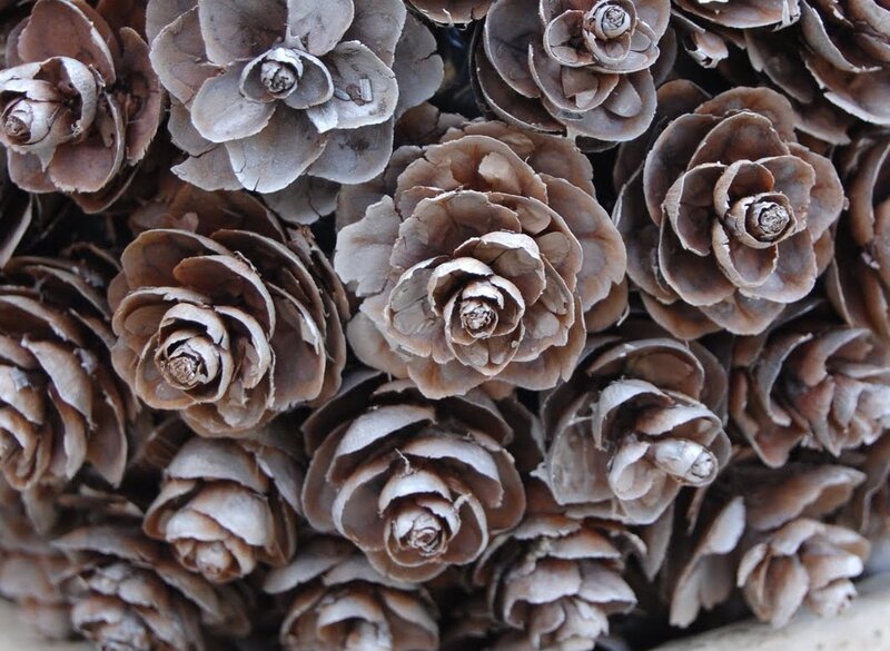 Close-up of Pinecones — Brown