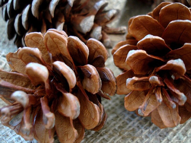 Close-up of Pinecones