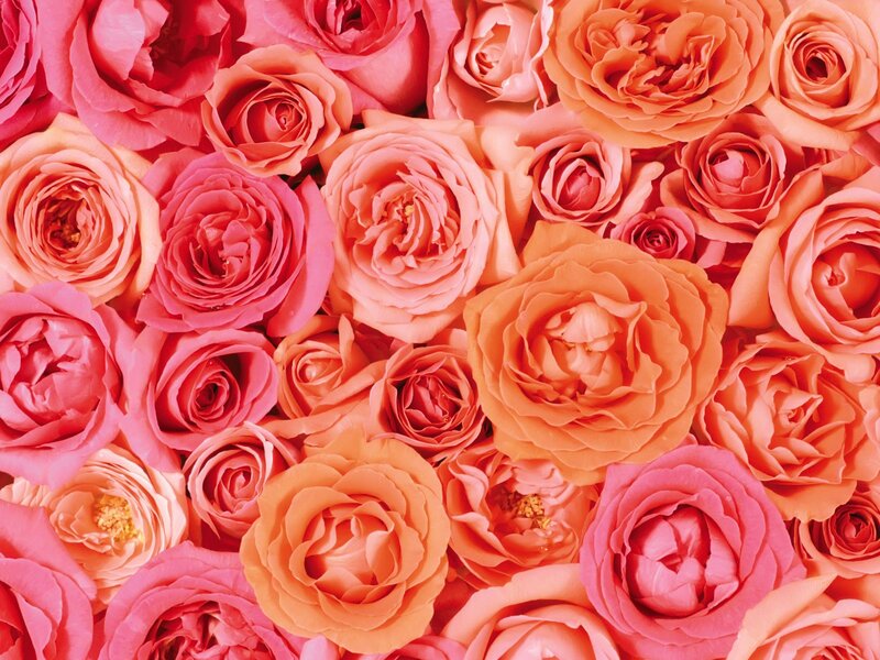 Close-up of pink and orange roses