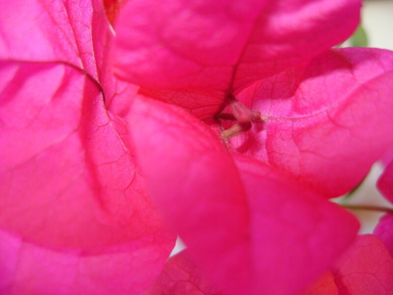 Close-up of pink bougainvillea flower