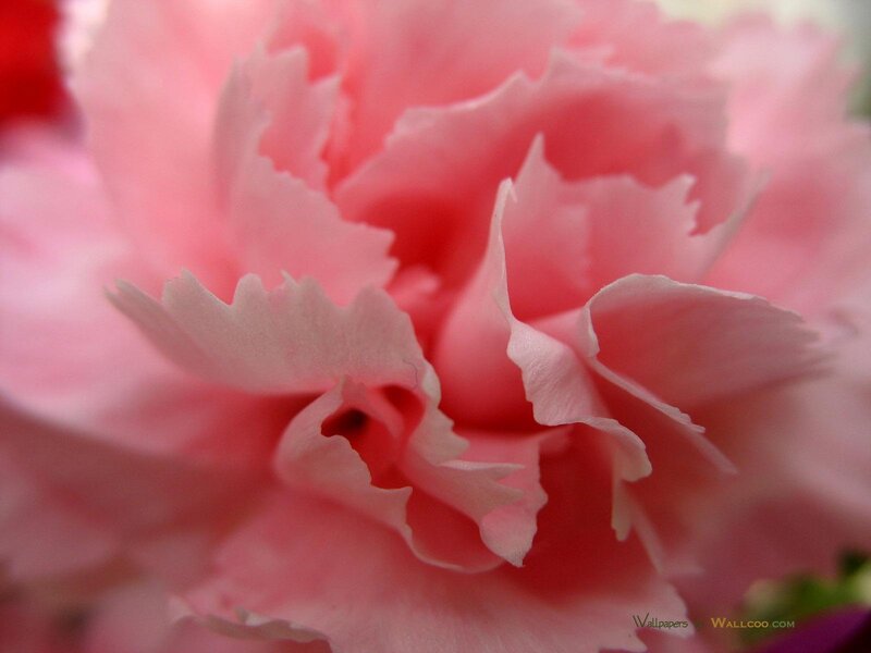 close-up of pink carnation