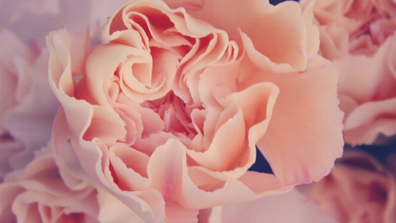 Close-up of Pink Carnation — Soft