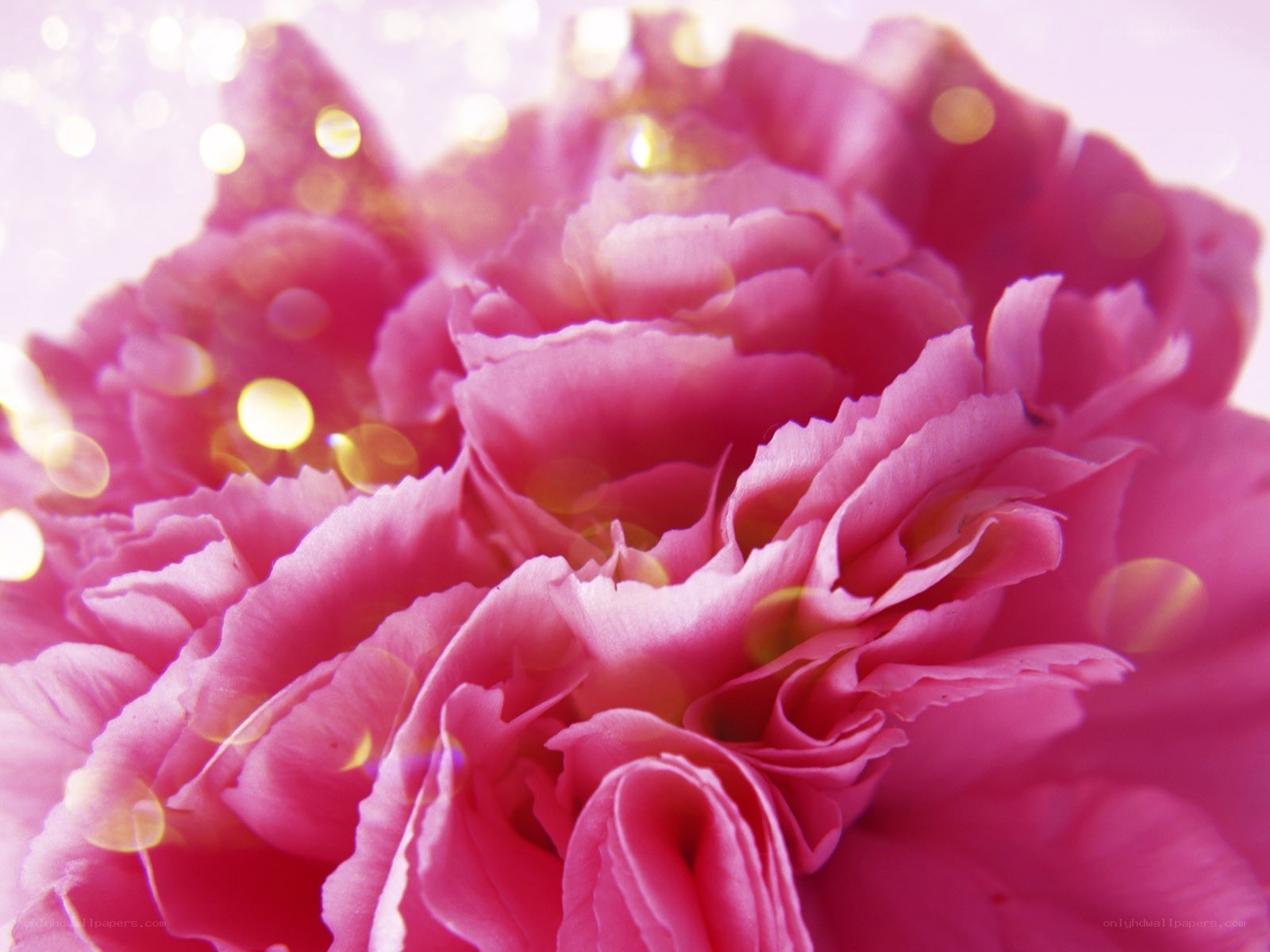 Close-up of pink carnation