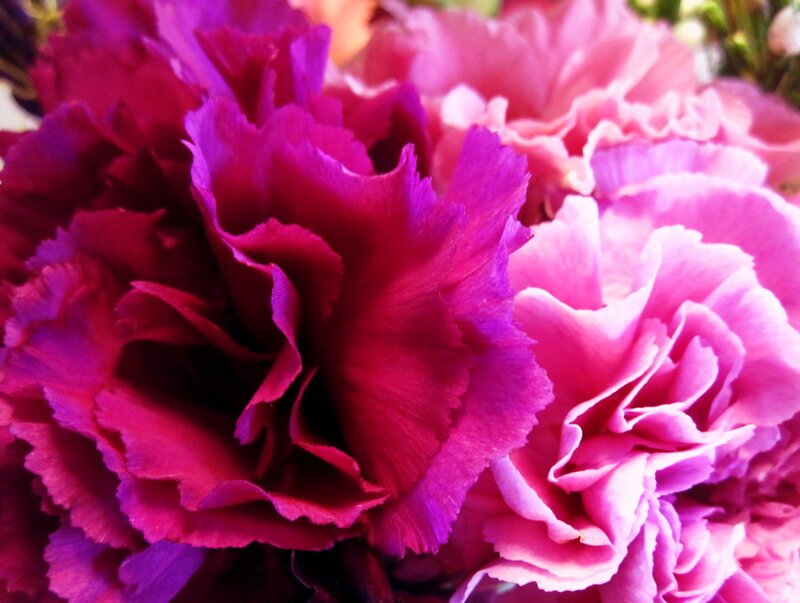 Close-up of Pink Carnations