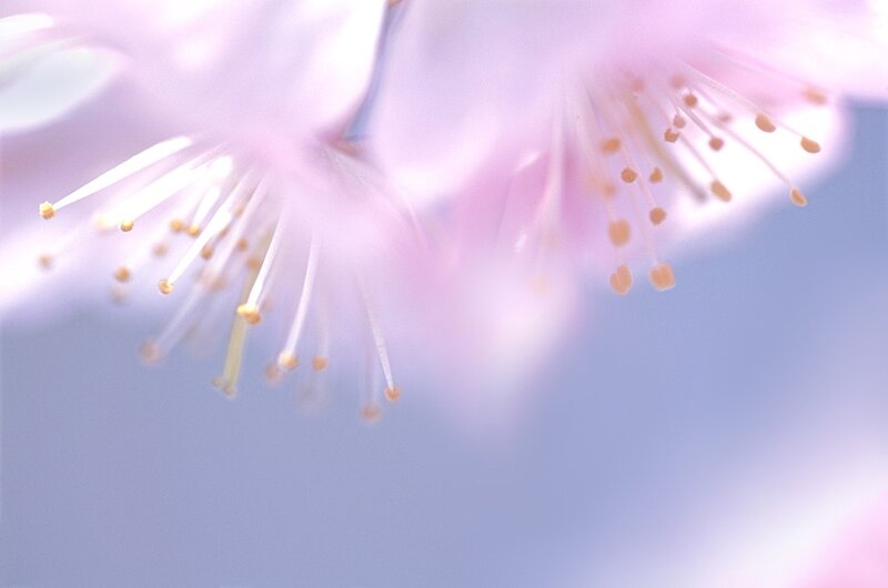 Close-up of pink cherry blossoms