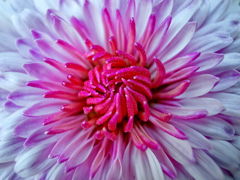 Close-up of Pink Chrysanthemum — Calm, Photograph