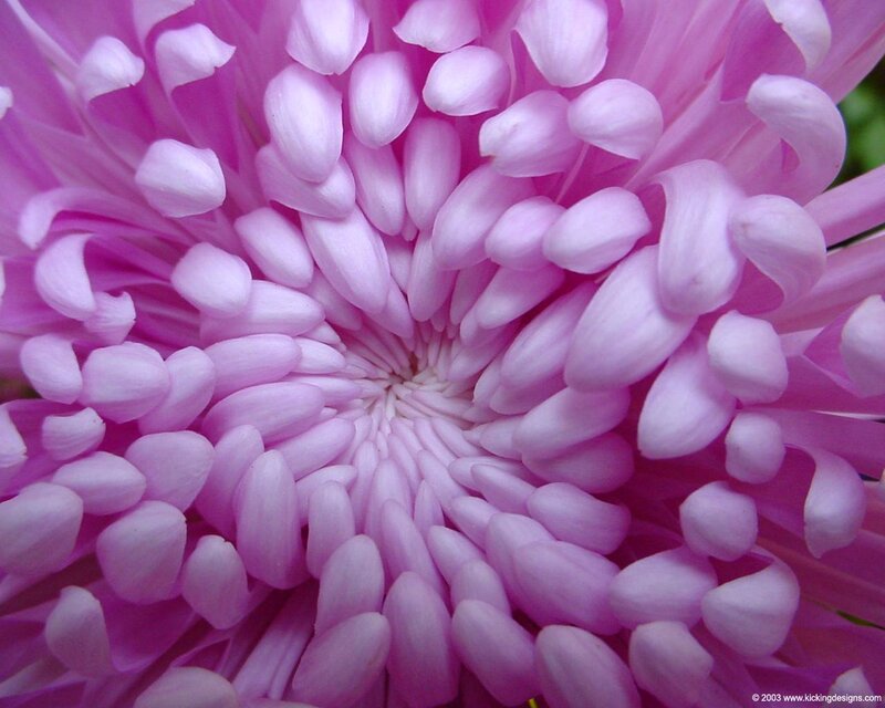 Close-up of Pink Chrysanthemum — Calm