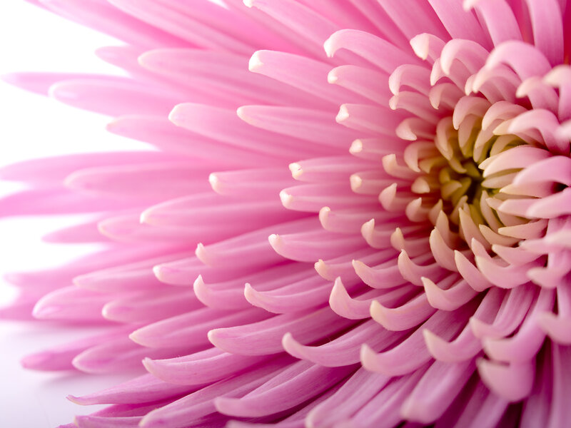 Close-up of pink chrysanthemum