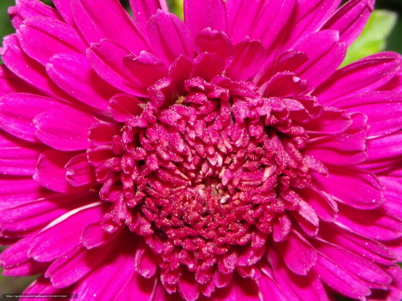 Close-up of Pink Chrysanthemum — Vibrant