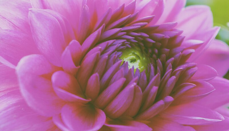 Close-up of Pink Dahlia — Calm, Photograph, Flower