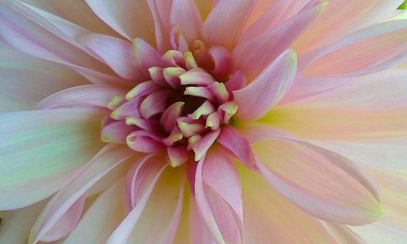 Close-up of Pink Dahlia — Calm, Photograph