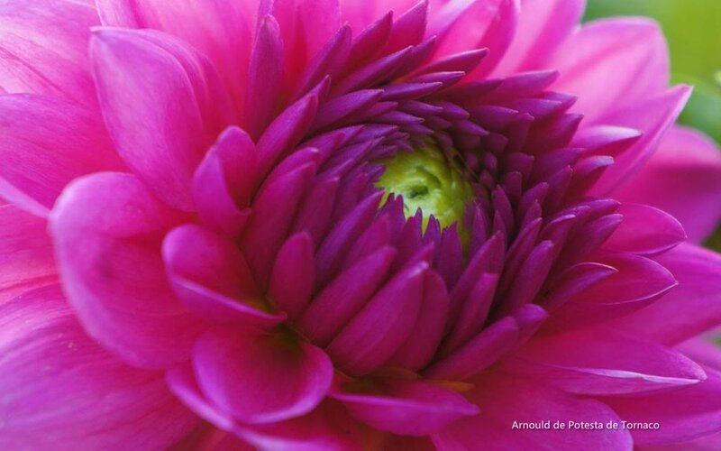 Close-up of Pink Dahlia — Calm
