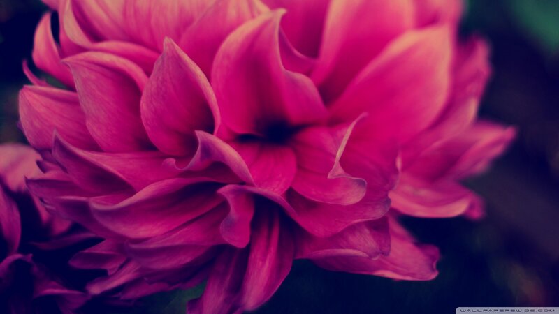 Close-up of Pink Dahlia — Dramatic