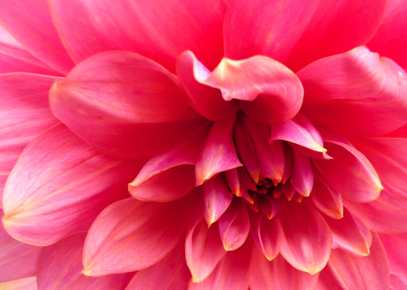 Close-up of Pink Dahlia — Vibrant