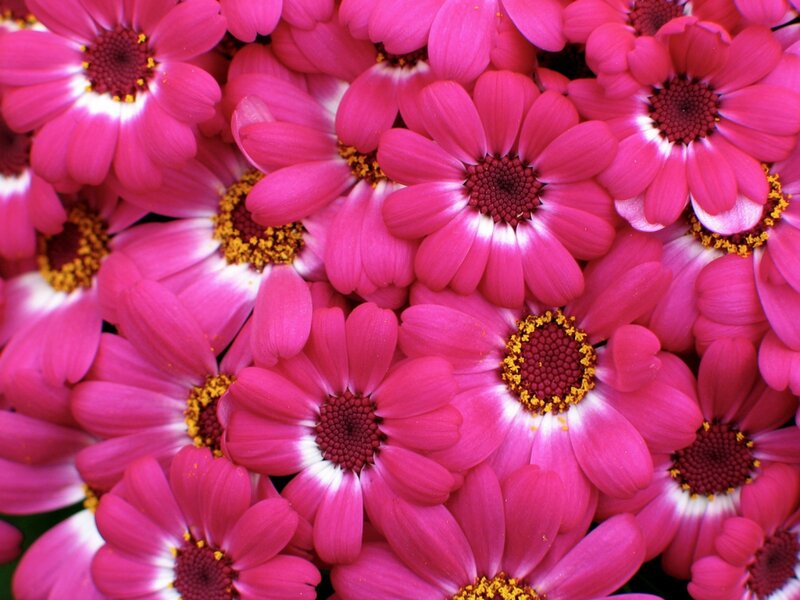 Close-up of pink daisies