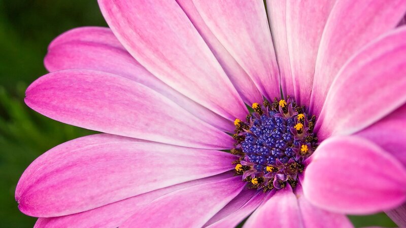close-up of pink daisy flower