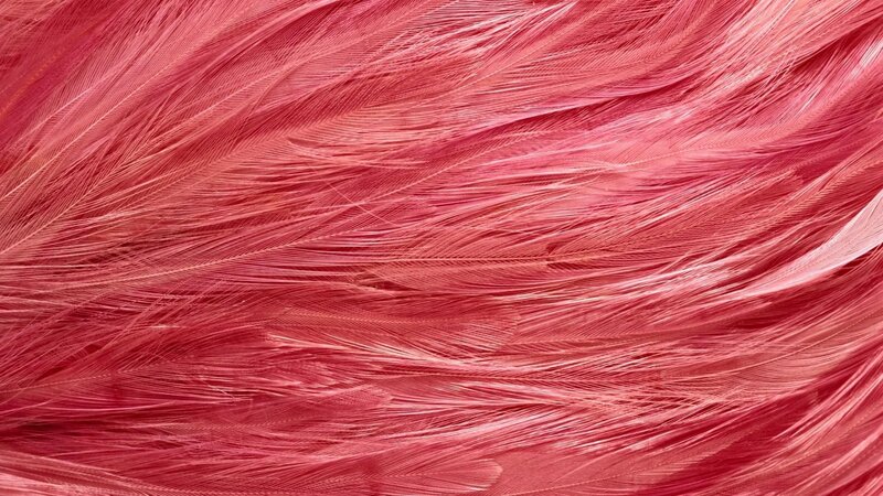 close-up of pink feathers