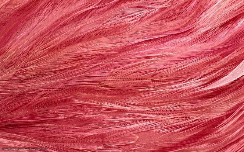 Close-up of Pink Feathers — Textured