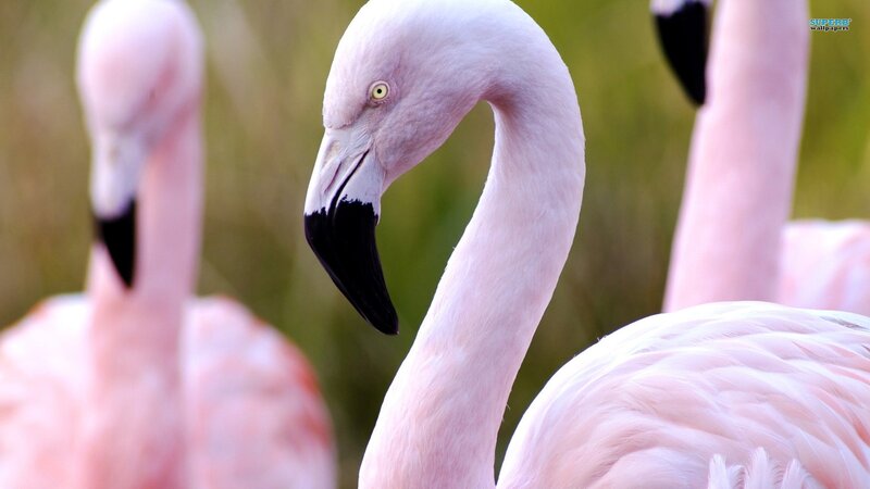 Close-up of pink flamingos