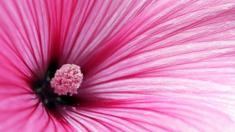 close-up of pink flower