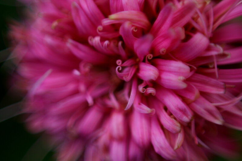 close-up of pink flower
