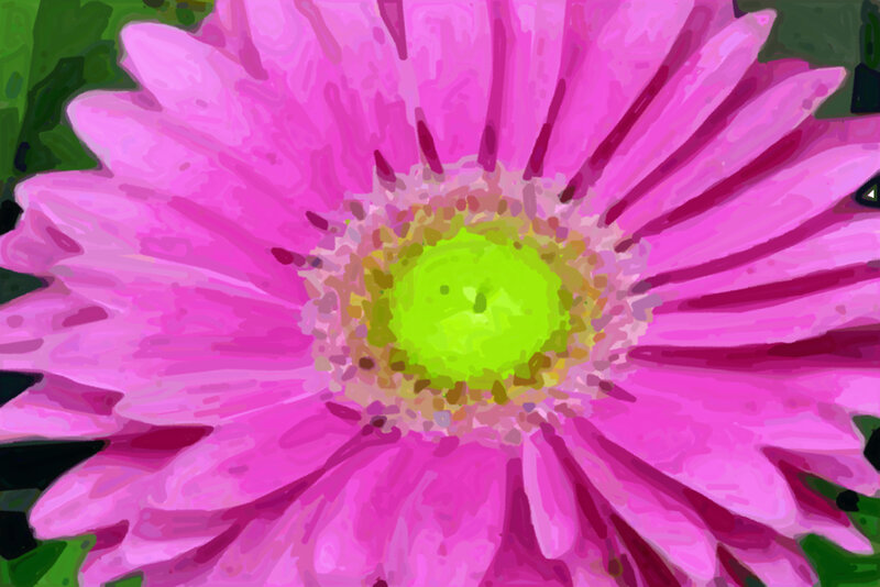 close-up of pink flower