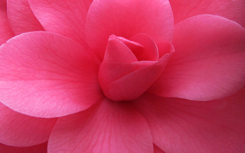 close-up of pink flower