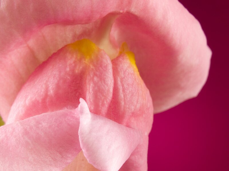 close-up of pink flower