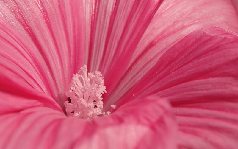 close-up of pink flower