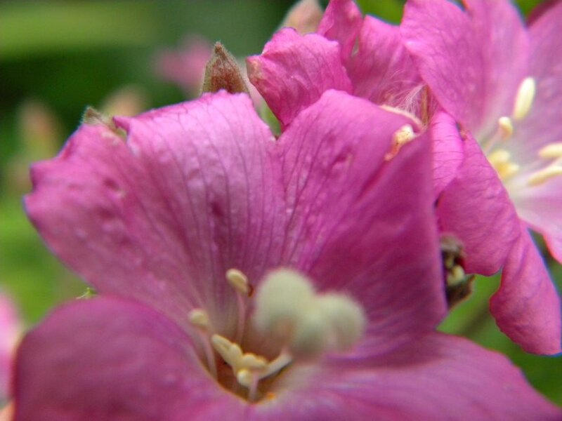Close-up of pink flower