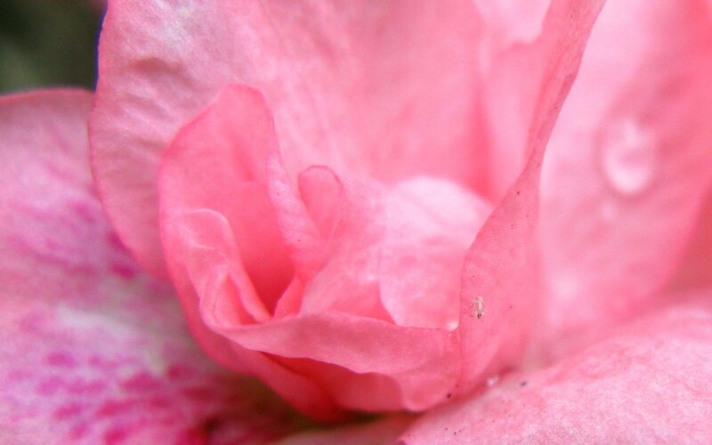 close-up of pink flower