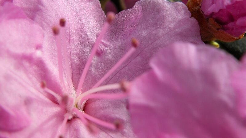 close-up of pink flower
