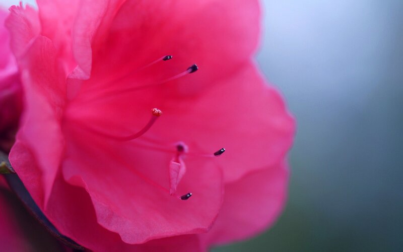 close-up of pink flower