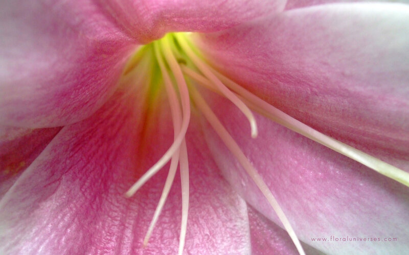 Close-up of Pink Flower — Calm, Photograph