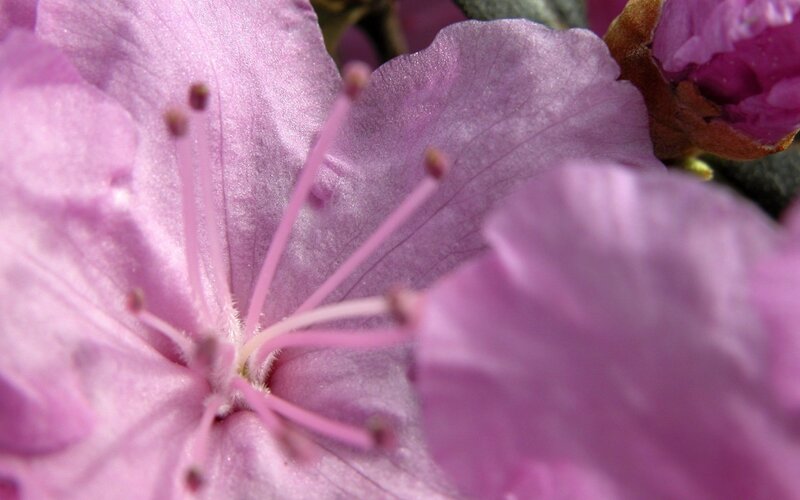 Close-up of Pink Flower — Calm, Spring