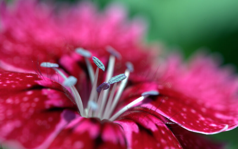 Close-up of Pink Flower — Calm