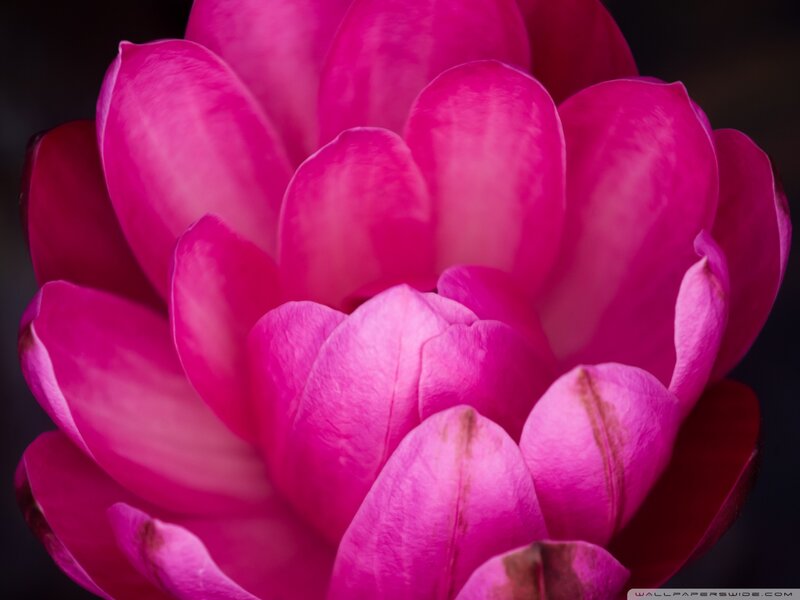 Close-up of Pink Flower — Dramatic