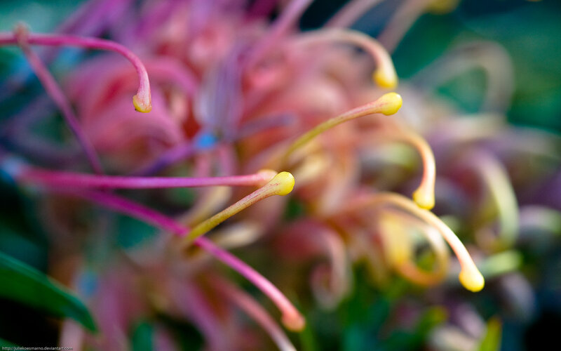 Close-up of Pink Flower — Natural