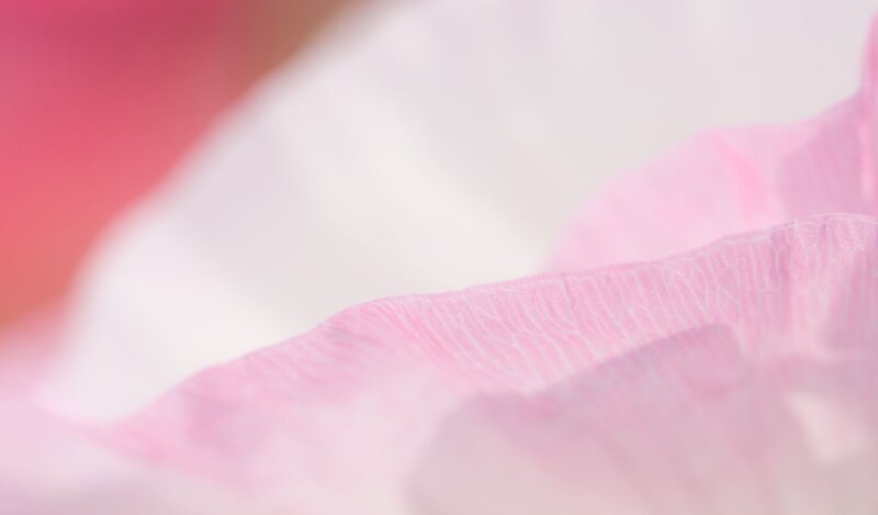 Close-up of pink flower petal