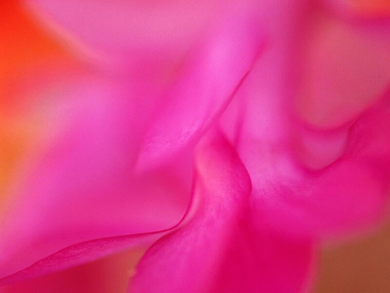 close-up of pink flower petals