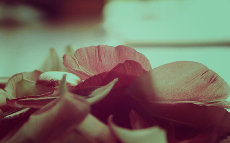 close-up of pink flower petals