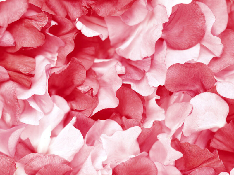 close-up of pink flower petals