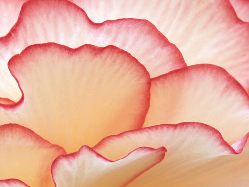 Close-up of pink flower petals