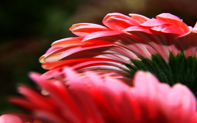 Close-up of Pink Flower — Serene, Photograph, Petals, Green Leaves