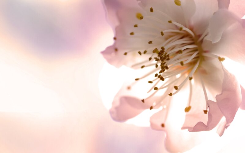 Close-up of Pink Flower — Serene, Spring, Photograph