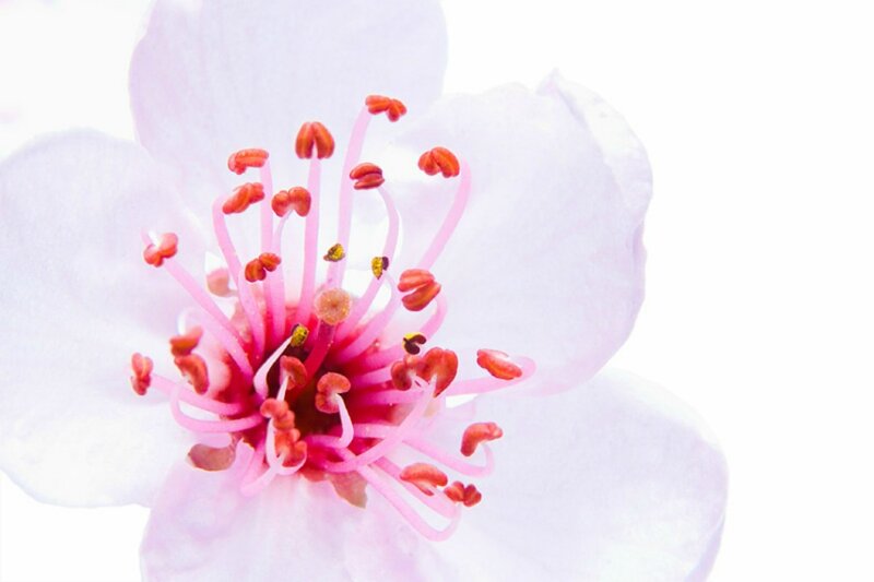 Close-up of Pink Flower — Serene, Spring