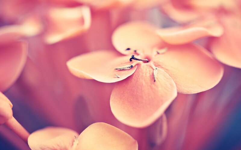 Close-up of Pink Flower — Soft