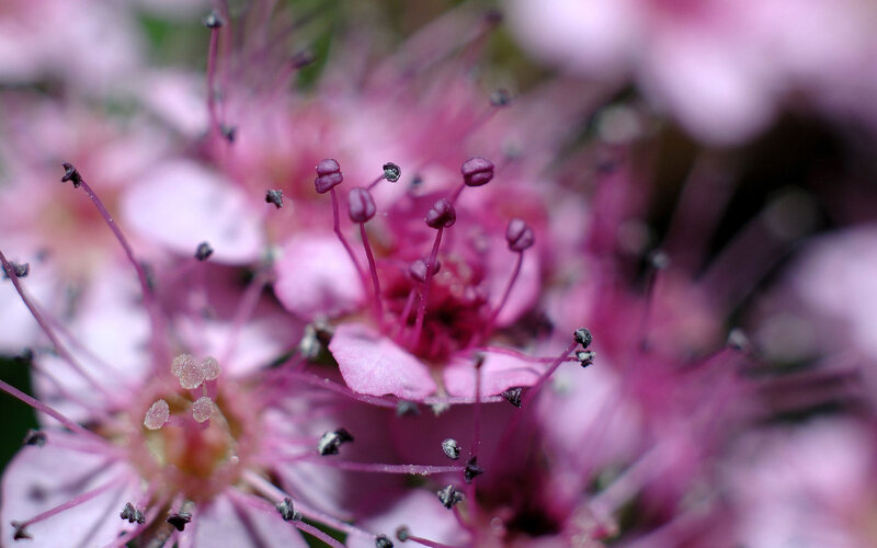 Close-up of pink flower stamens