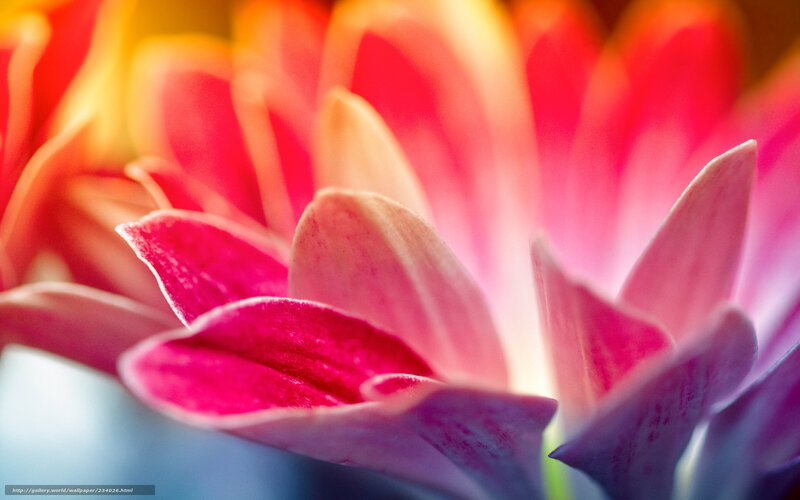 Close-up of Pink Flower — Vibrant, Photograph, Petals, Blurry Background